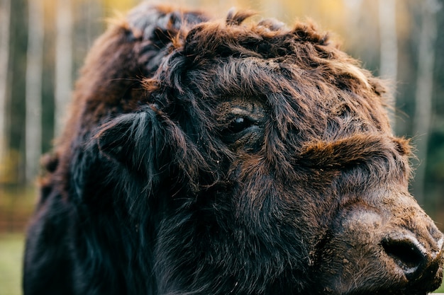 Mongolian yak closeup portrait