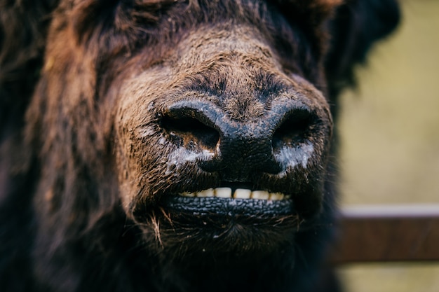 Mongolian yak closeup portrait