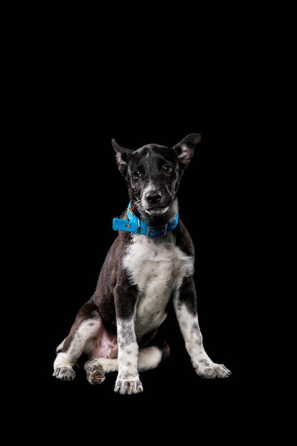 Mongrel dark dog in collar isolated on black