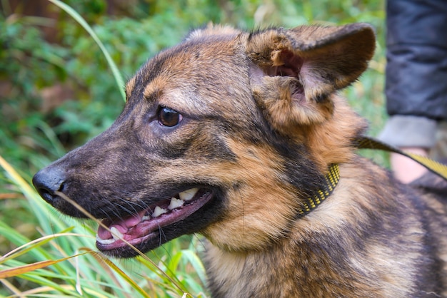 Mongrel dog black and red color closeup