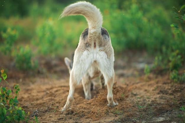 Mongrel dog standing in a field