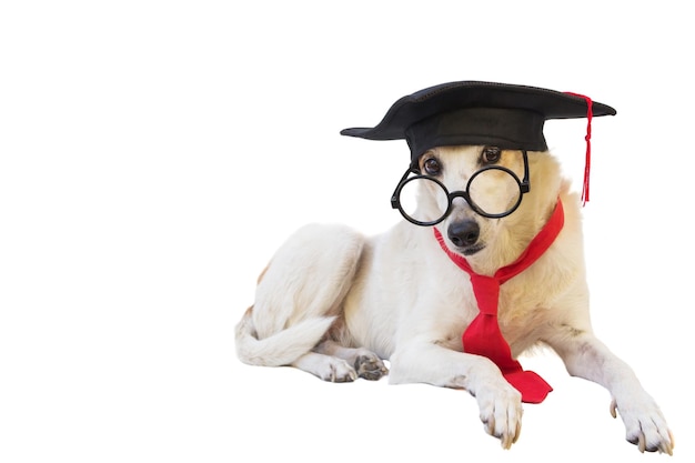 Mongrel dog with cap glasses and graduation diploma