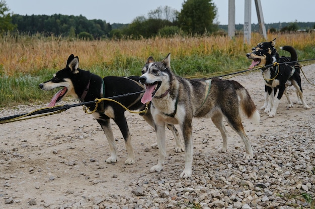 Mongrel dogs strong and hardy in harnesses together ready to pull and run forward