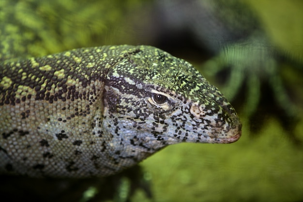 Monitor African Lizard