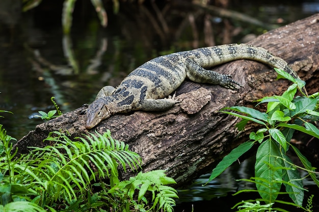 monitor lizard rest on tree in the zoo