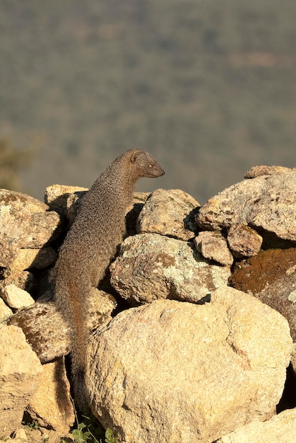 A monitor lizard on a rock wall