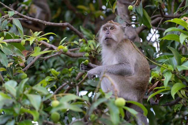 Monket find something to eat on the tree