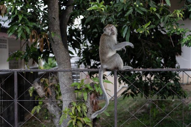 Monket find something to eat