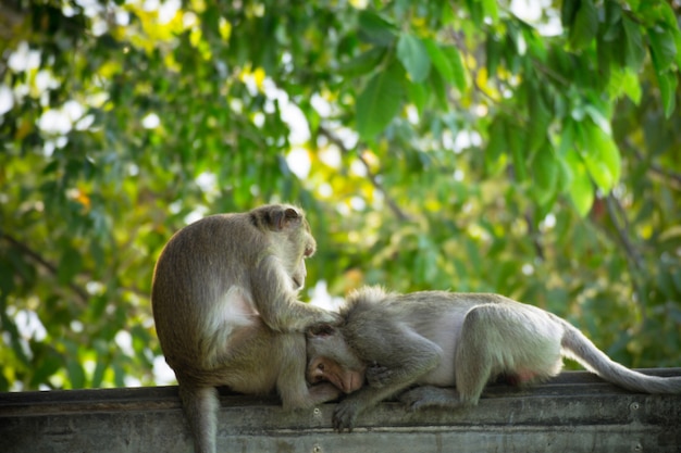 Monkey alone in the middle city Cheerfulness