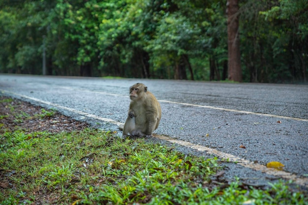 Monkey at Angkor wat, angkor thom, siem reap Temple in cambodia