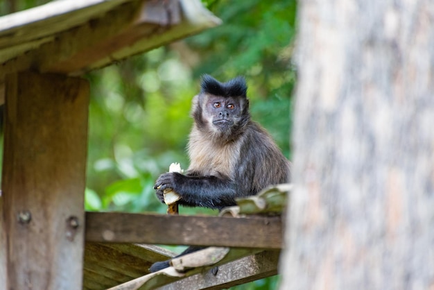 Monkey capuchin monkey in a rural area in Brazil feeding on fruits natural light selective focus