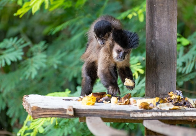 Monkey capuchin monkey in a rural area in Brazil feeding on fruits natural light selective focus