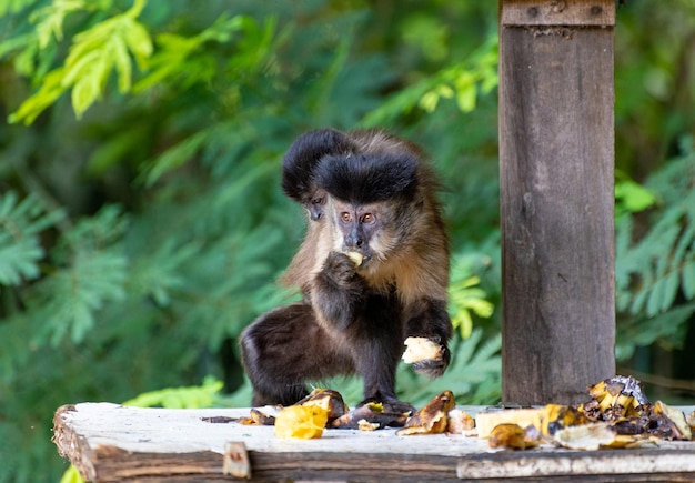 Monkey capuchin monkey in a rural area in Brazil feeding on fruits natural light selective focus