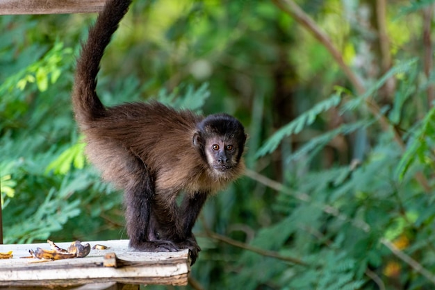 Monkey capuchin monkey in a rural area in Brazil feeding on fruits natural light selective focus