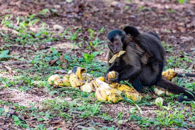 Monkey capuchin monkey in a rural area in Brazil loose on the ground natural light selective focus