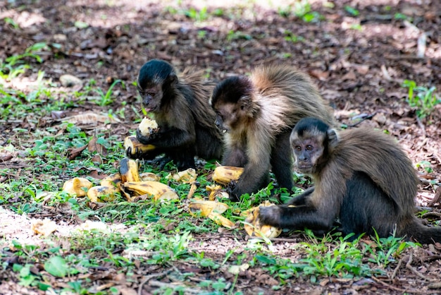 Monkey capuchin monkey in a rural area in Brazil loose on the ground natural light selective focus