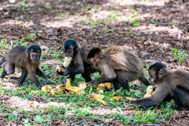 Monkey capuchin monkey in a rural area in Brazil loose on the ground natural light selective focus