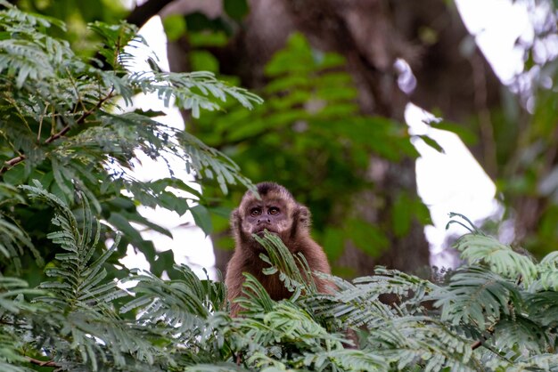 Monkey capuchin monkey in a woods in Brazil among trees in natural light selective focus