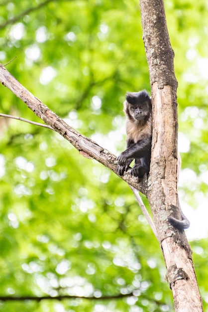 Monkey capuchin monkey in a woods in Brazil among trees in natural light selective focus