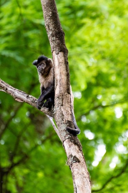 Monkey capuchin monkey in a woods in Brazil among trees in natural light selective focus