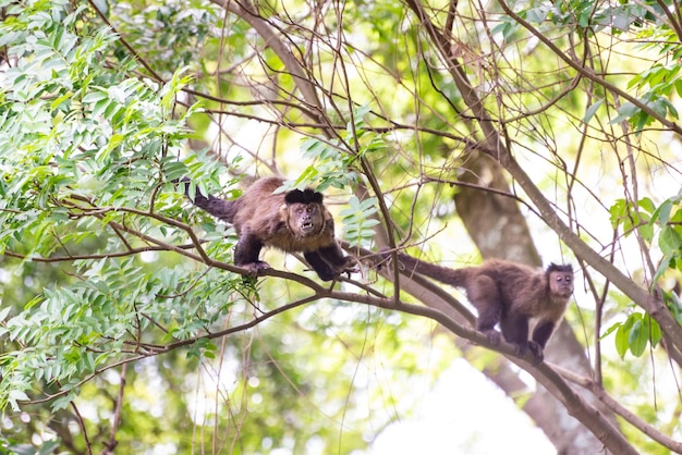 Monkey capuchin monkey in a woods in Brazil among trees in natural light selective focus