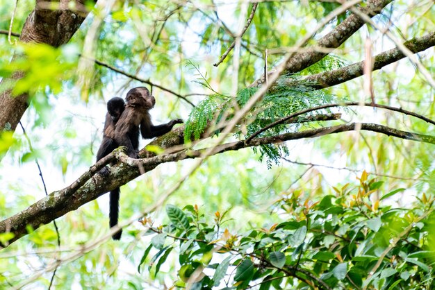 Monkey capuchin monkey in a woods in Brazil among trees in natural light selective focus