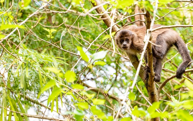 Monkey capuchin monkey in a woods in Brazil among trees in natural light selective focus