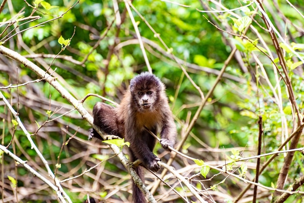 Monkey capuchin monkey in a woods in Brazil among trees in natural light selective focus