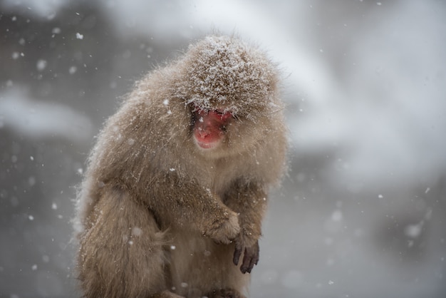 Monkey Chilly at Jigokudani Park, Japan