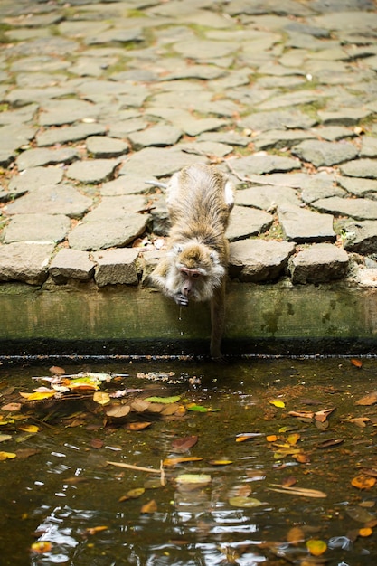 Monkey drinks water from a pond