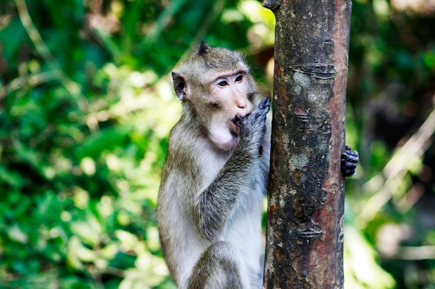 monkey eat vegetable background