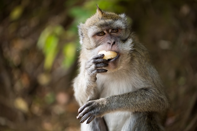 Monkey eating banana