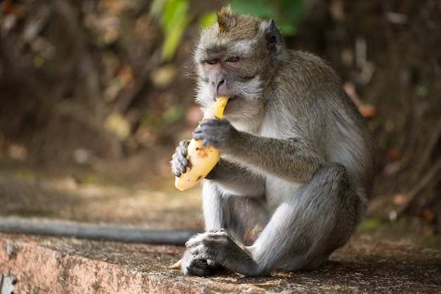 Monkey eating banana