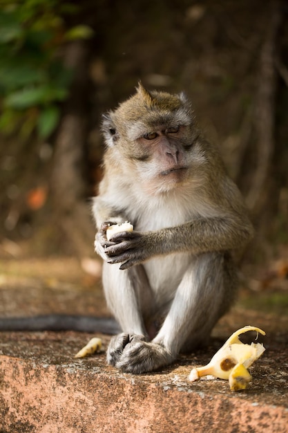 Monkey eating banana