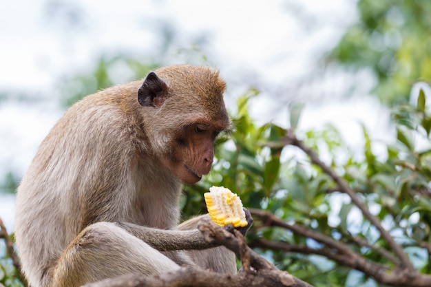 monkey eating cafes