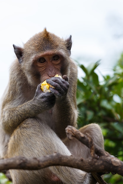 monkey eating cafes