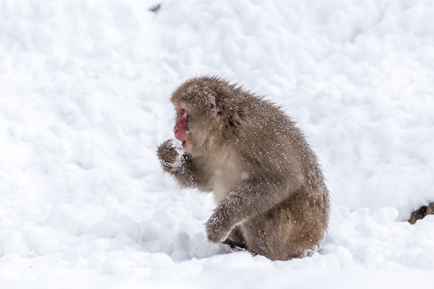 Monkey eating snow at Jigokudani, Japan