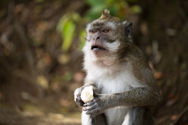 Monkey eats banana in the wild