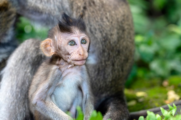 Monkey family at sacred monkey forest in Ubud, island Bali, Indonesia. Close up Monkey baby monkey