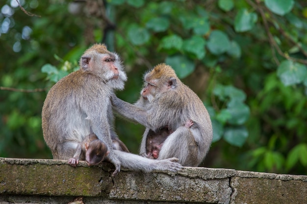 Monkey family at sacred monkey forest in Ubud, island Bali, Indonesia. Close up