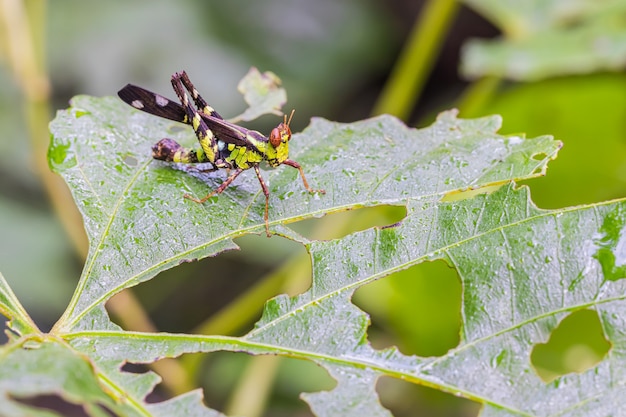 Monkey- grasshopper in the habitat