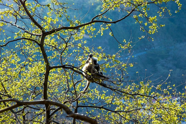 Monkey grey langur sitting on a tree in Rishikesh India