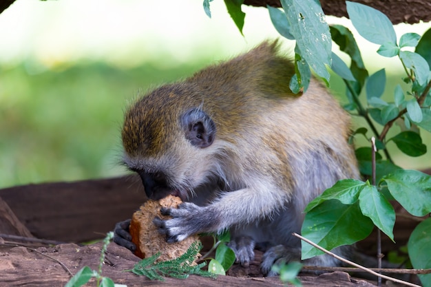 Monkey is doing a fruit meal in the grass