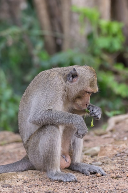 Monkey is a mammal sitting on the ground in Thai forest nature