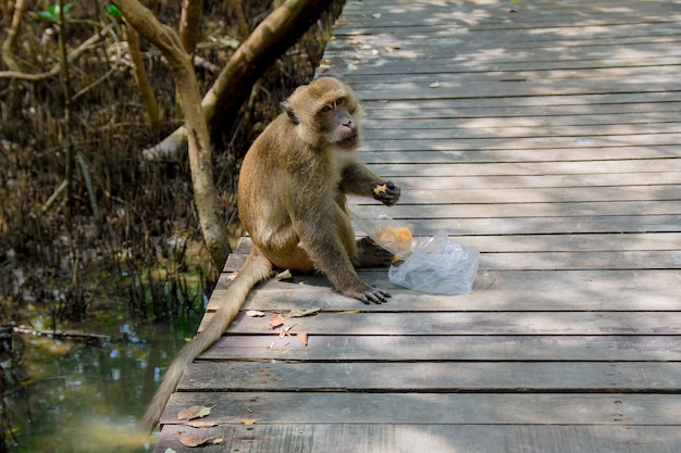 The monkey is sitting eating food stolen from tourists.