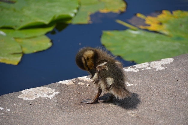 Monkey on a lake