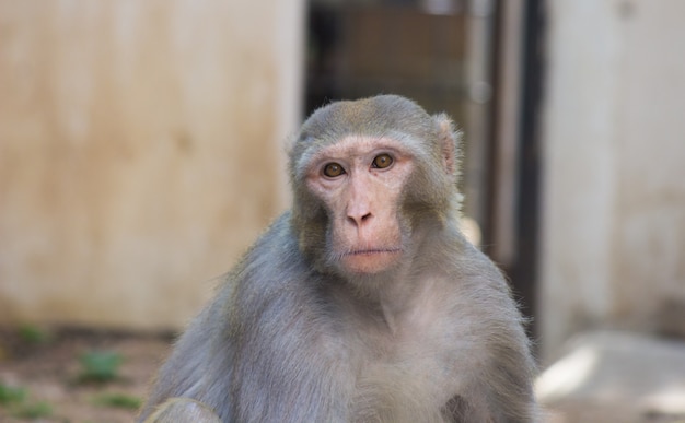 Monkey looking away curiously