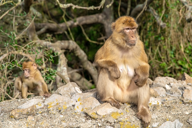 Monkey Macaca sylvanus in the wild on the Gibraltar peninsula