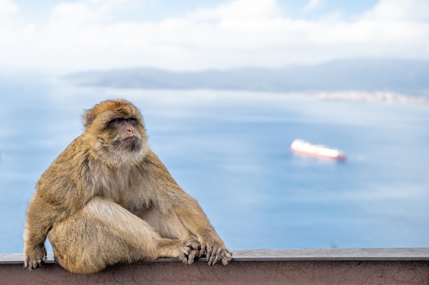 A monkey male on a metal rail, looking out to sea with a boat in the background