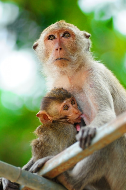 Monkey mother care and breastfeeding, love 